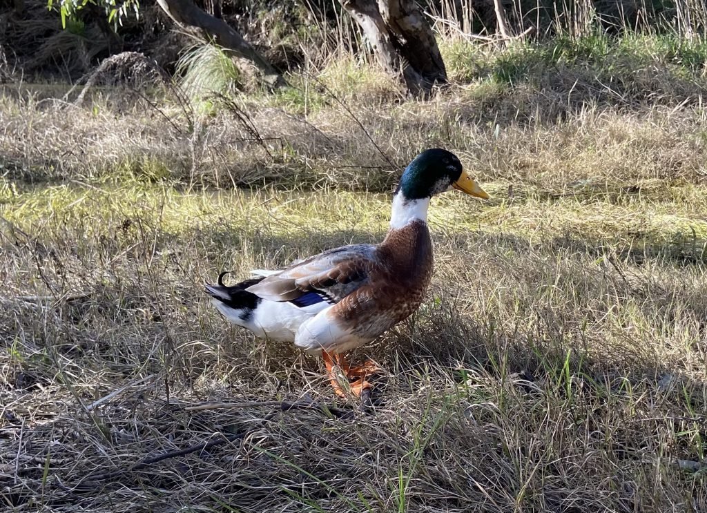 A photo taken by the author to show the duck that lives on the river.