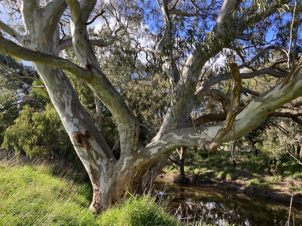 A photo taken by the author to show one of the big river gum trees along the river.
